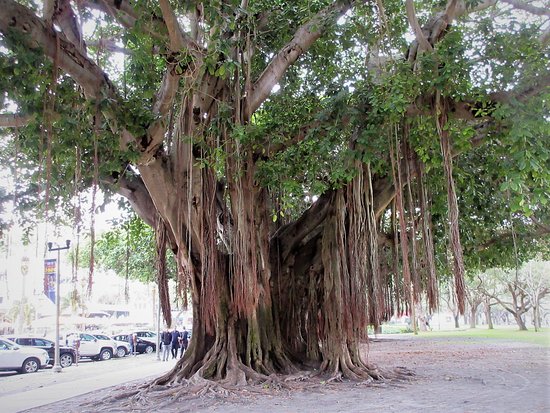 Historic Banyan Tree